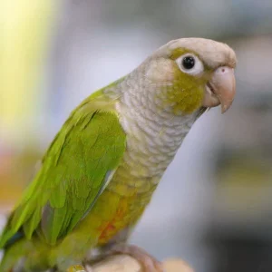 Green-Cheeked Cinnamon Conure