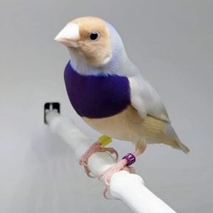 Purple chest silver gouldians