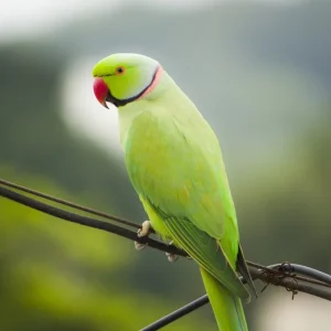 Green Indian Ringneck