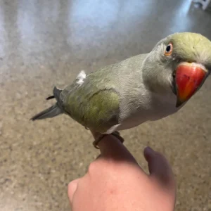 Grey Indian Ringneck