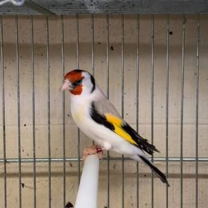 Classic Siberian Goldfinch