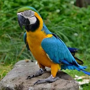 Blue and Gold Macaw