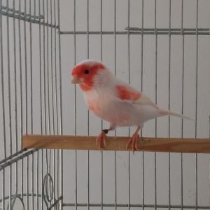 Red Mosiac Canary