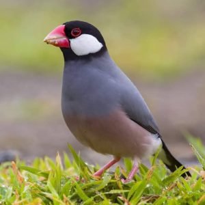 Java Sparrow