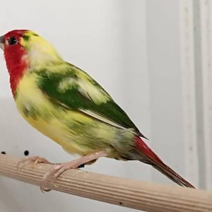 Pied Parrot finch