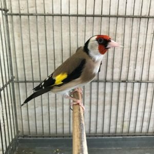European Goldfinches