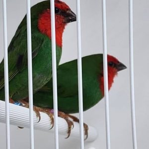 1 Red Face Parrot Finch