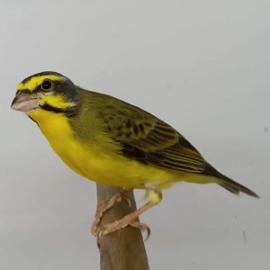 Green Singer Finch