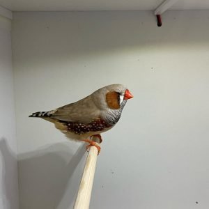 English zebra finch Fawn