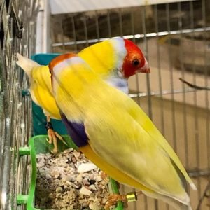 Yellow Back Gouldians