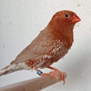 Zebra English Finch Red