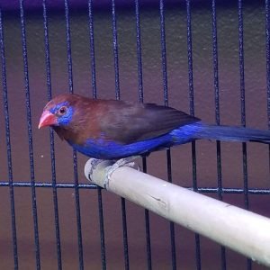 Purple Grenadier Finch
