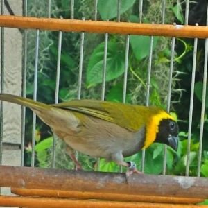 Cuban Melodious Finch
